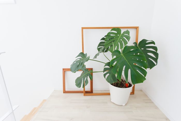 お祝いの観葉植物　イメージ