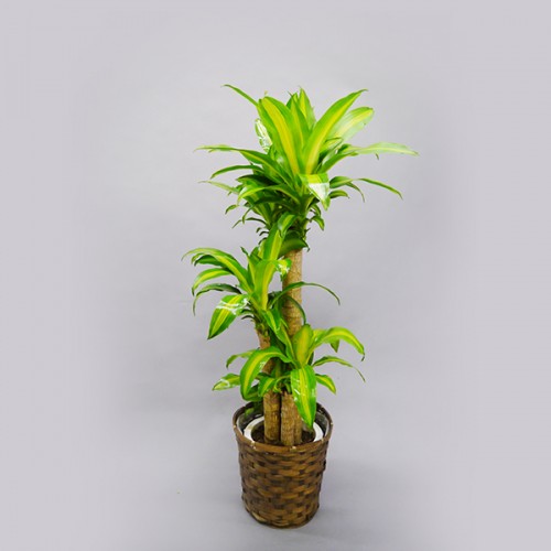 観葉植物 マッサン8号