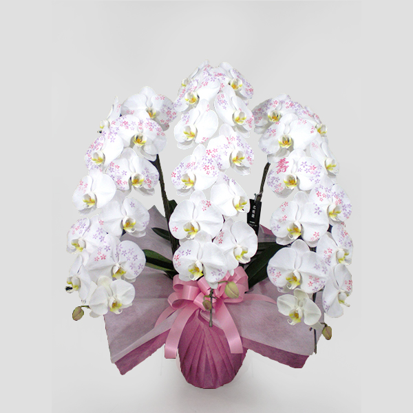 大輪化粧蘭3本