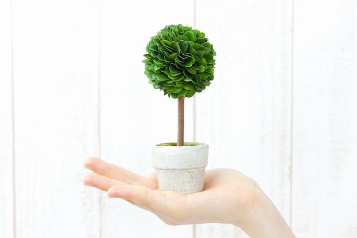 手乗り観葉植物 イメージ