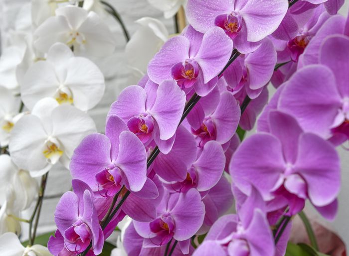 お祝いの花 胡蝶蘭