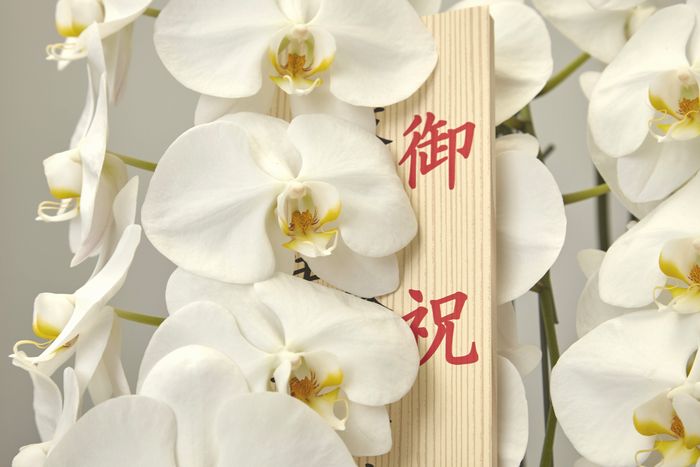 当選祝いの白い胡蝶蘭