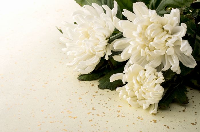 法要に向いている花 菊