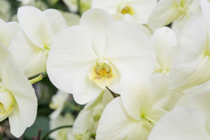 法要に向いている花 胡蝶蘭