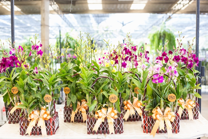 贈答用の胡蝶蘭の花 イメージ