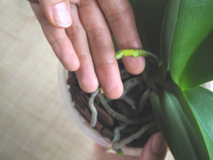 胡蝶蘭の花茎 節目のアップ