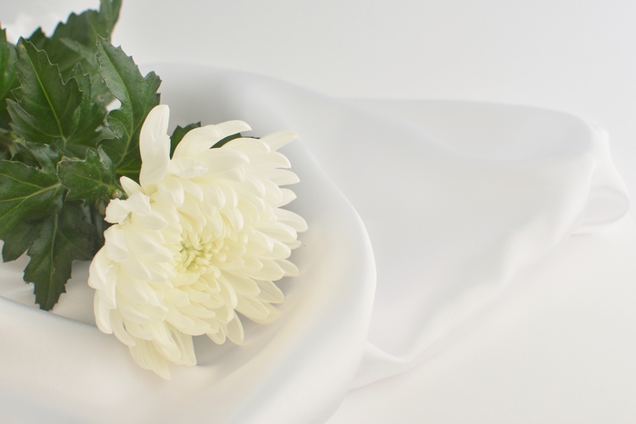 四十九日法要に飾る白い菊 イメージ